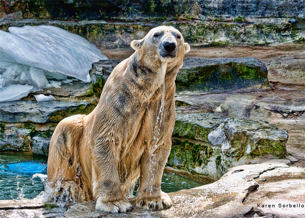 A Day At The Zoo III by Karen Sorbello